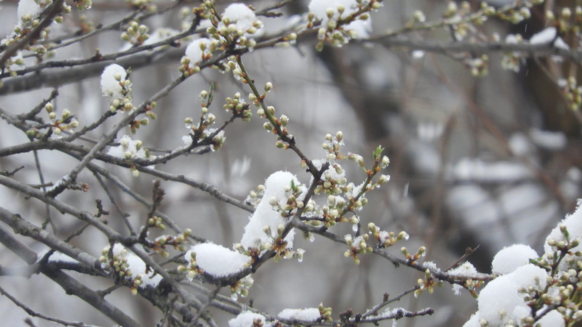 大雪